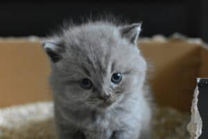 Kitten zit naast kattenbak — oorzaken en oplossingen als kitten buiten de bak plast
